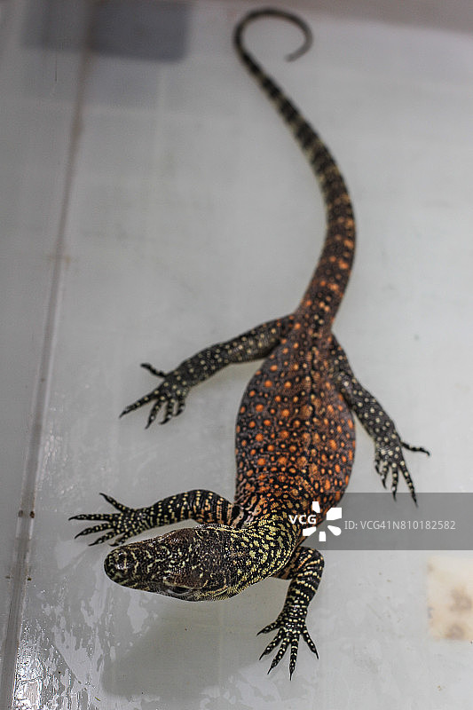 小科莫多龙图片素材