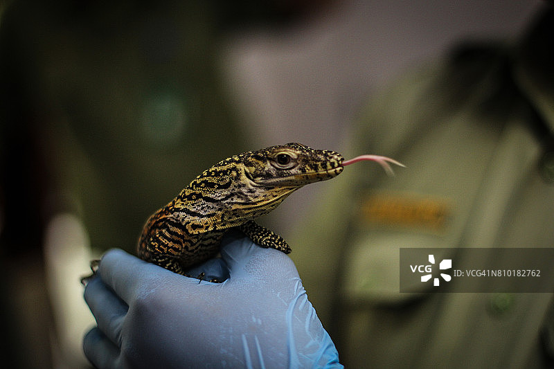 科莫多巨蜥幼崽图片素材