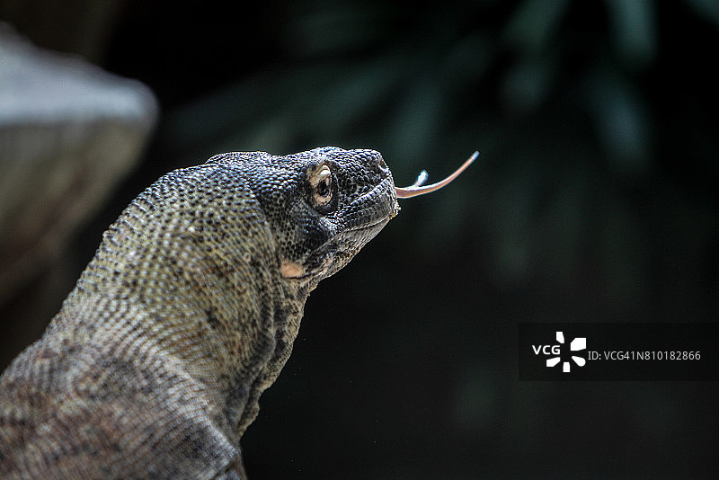 科莫多巨蜥图片素材