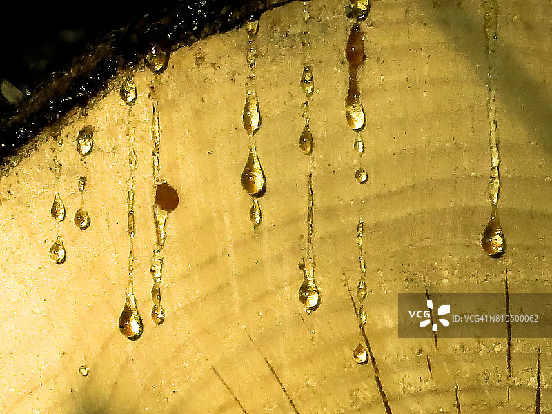 树液滴落特写图片素材