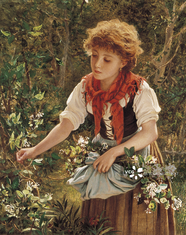 采摘忍冬花图片素材