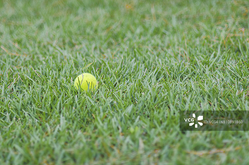 草地上的网球图片素材