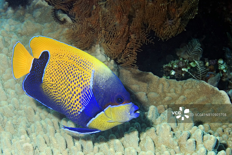 蓝带神仙鱼图片素材