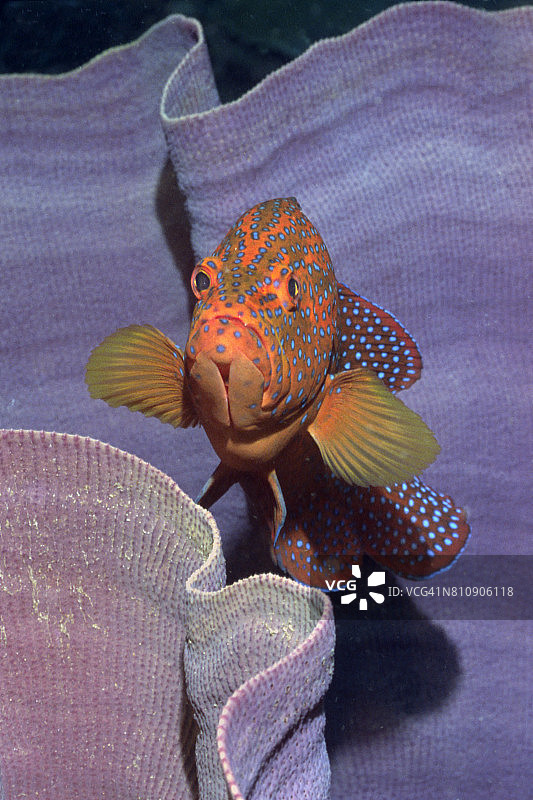 象耳海绵中的珊瑚石斑鱼图片素材