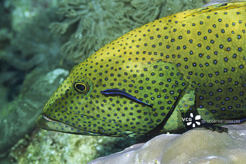 被清洁鱼清洁的孔雀石斑鱼图片素材