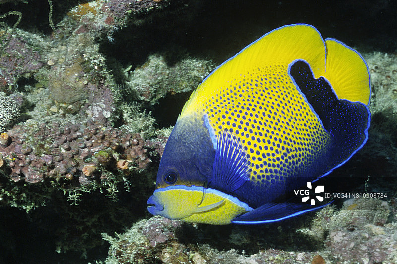 蓝带神仙鱼图片素材