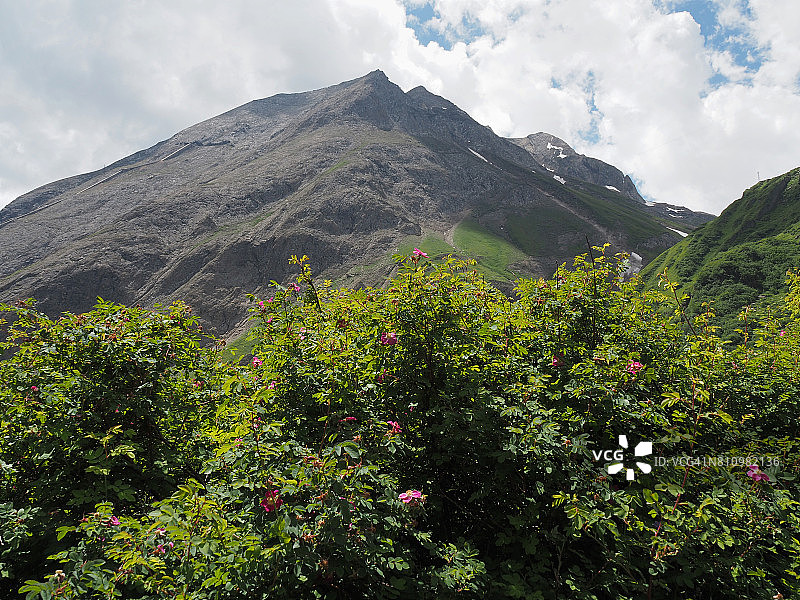 莱蓬廷阿尔卑斯山的野玫瑰图片素材