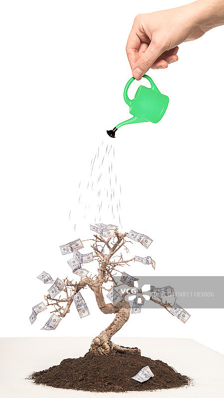 金钱树图片素材