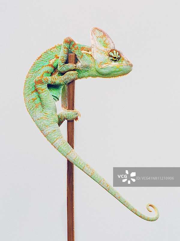 白色背景上可爱的变色龙图片素材