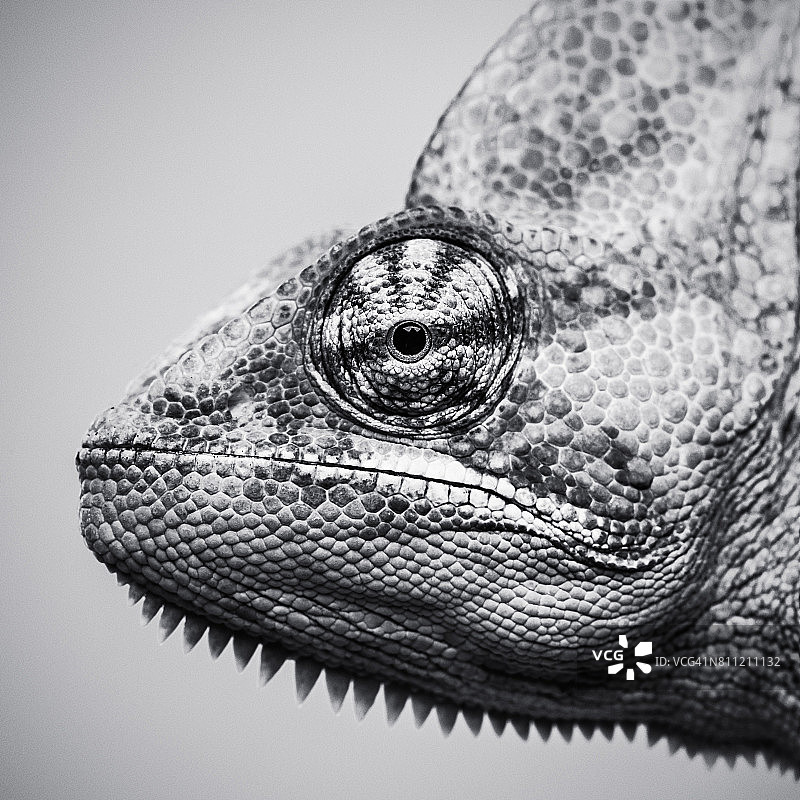 可爱的变色龙脸部看着镜头图片素材