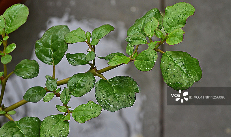 金钱草特写图片素材