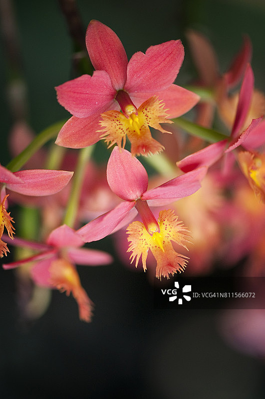 橙红色表epidendrum兰花图片素材