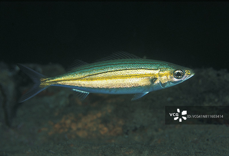 管口鱼图片素材