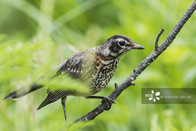第一年刚学飞的知更鸟图片素材