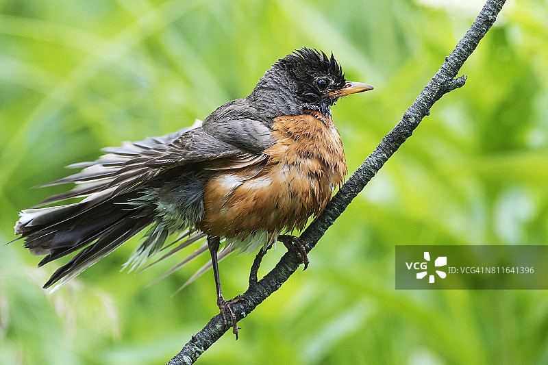 第一年刚学飞的知更鸟图片素材