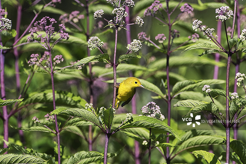 七月初的雌性黄莺图片素材