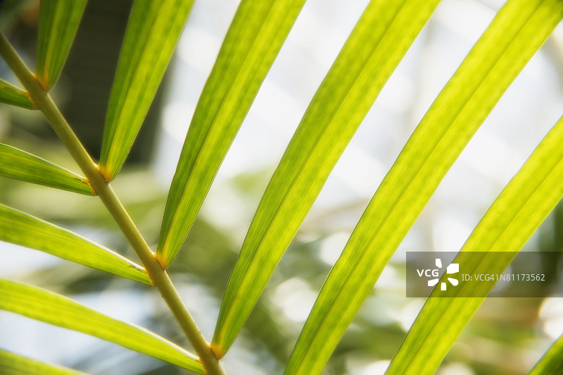 叶子叶片的特写图片素材