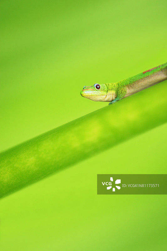 绿色壁虎图片素材