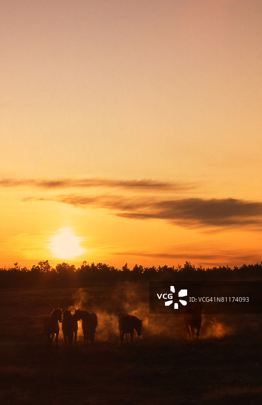 黎明时分的马群图片素材