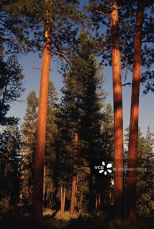 波多罗萨松树，德舒特国家森林。图片素材