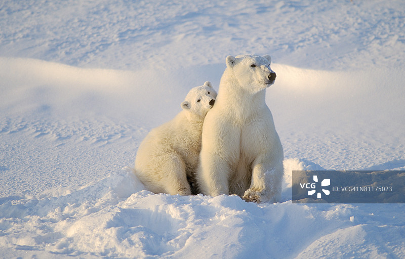 北极熊和幼崽图片素材