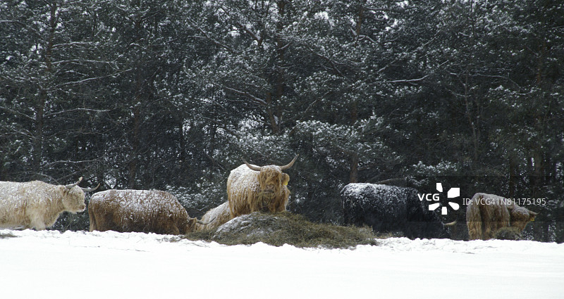 雪地里对着树木的小群牦牛图片素材