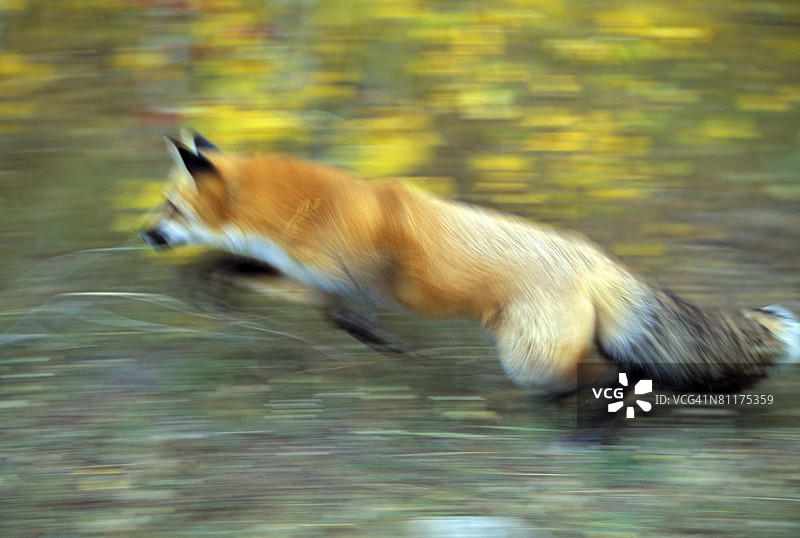 红狐跳跃图片素材