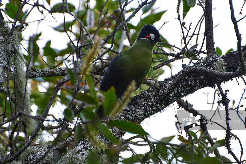 哈特劳伯氏蕉鹃图片素材