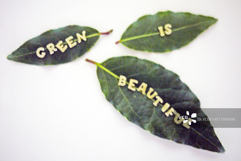 绿色植物：白色背景上的三片月桂叶特写图片素材