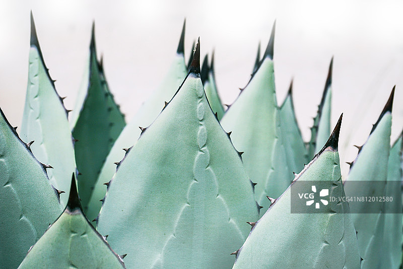 龙舌兰植物的特写图片素材