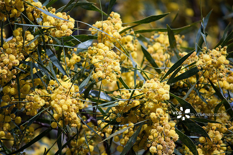 金合欢图片素材