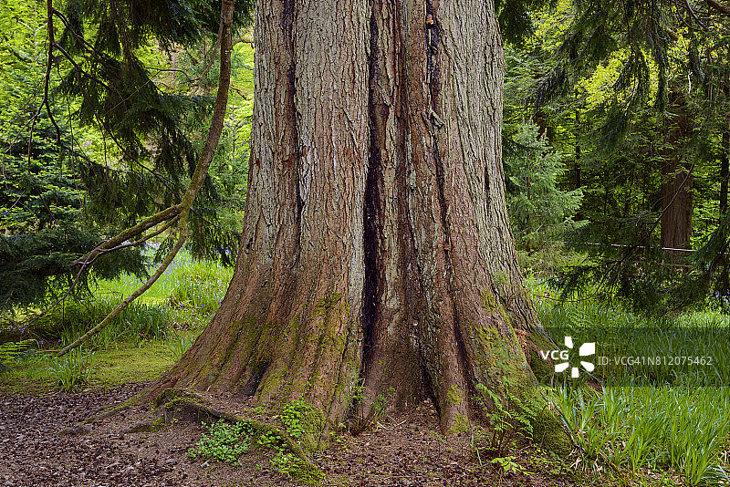 西部铁杉，英国苏格兰卡恩多阿德金格拉斯林地花园图片素材
