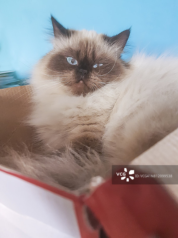 困倦的喜马拉雅猫在箱子里图片素材