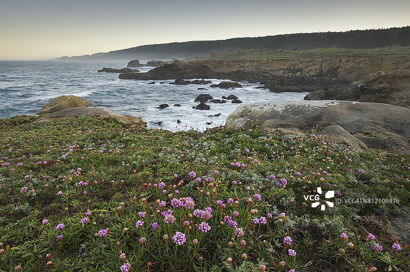 野花，索诺玛海岸，加利福尼亚州盐点图片素材