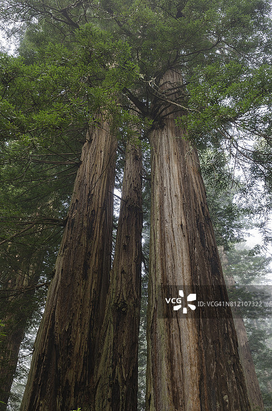 雾中的海岸红杉图片素材