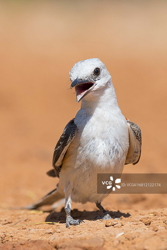 剪尾鹟图片素材