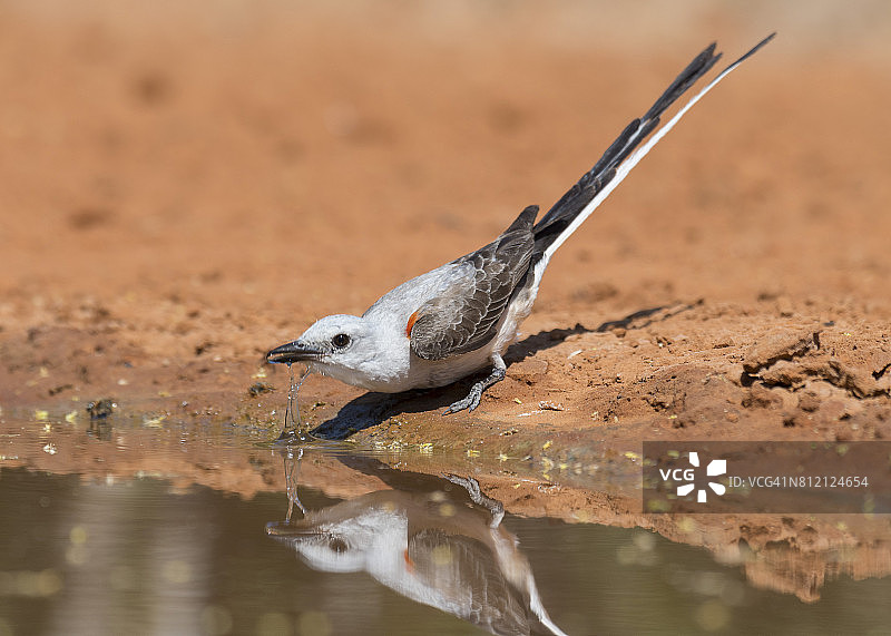 剪尾鹟图片素材