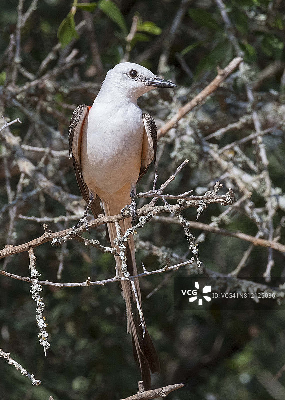 剪尾王霸鹟图片素材