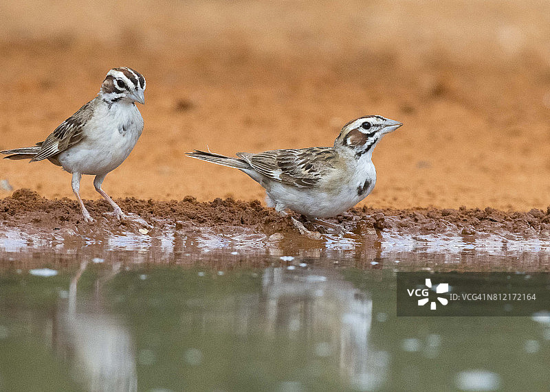 云雀麻雀图片素材