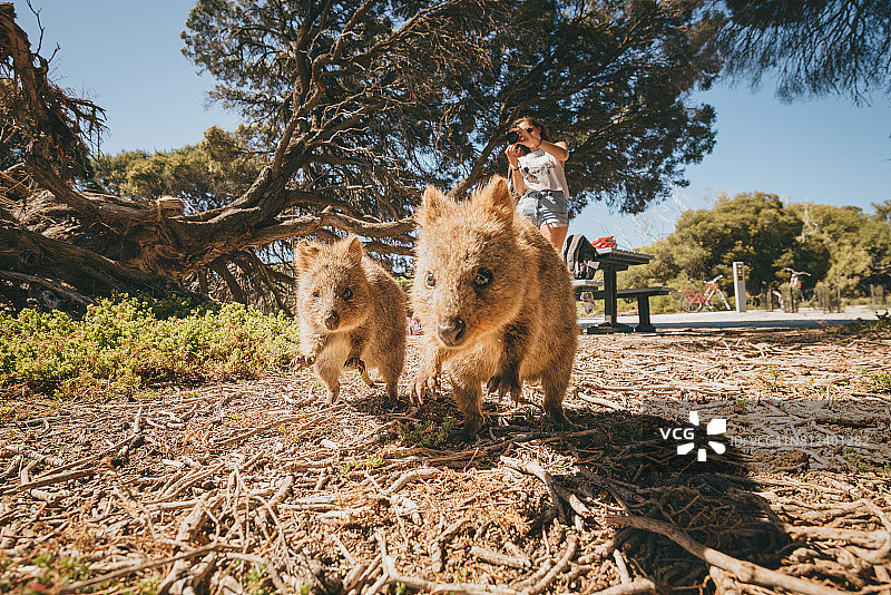 奔跑的短尾矮袋鼠图片素材