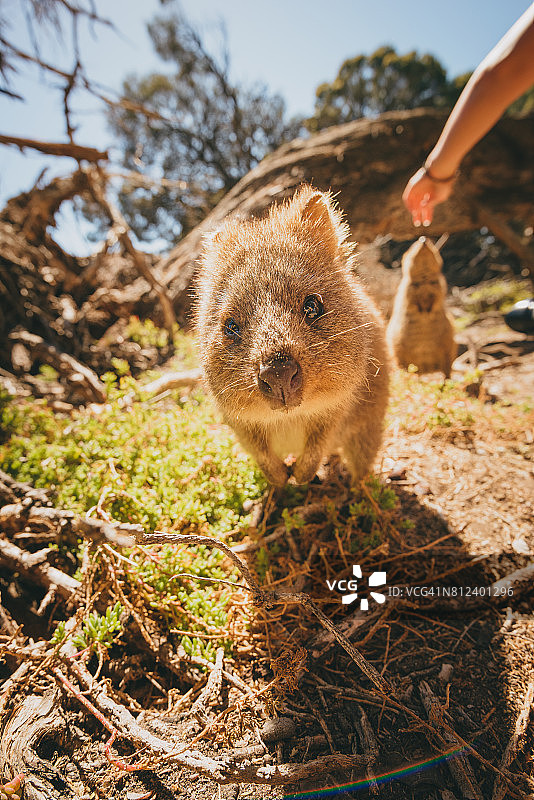 罗特尼斯岛短尾矮袋鼠图片素材