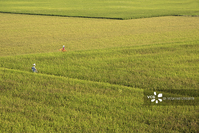 稻米、稻田，中国台湾宜兰图片素材