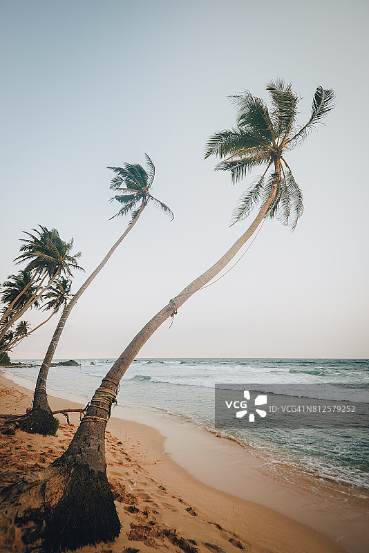 斯里兰卡棕榈树图片素材