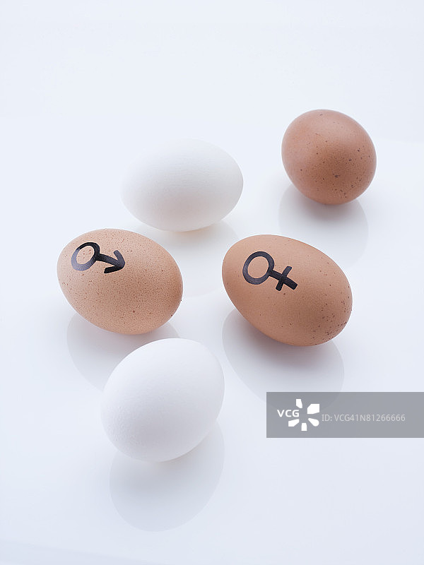 鸡蛋上的性别符号图片素材