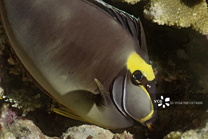 近距离拍摄的橙棘鼻鱼图片素材