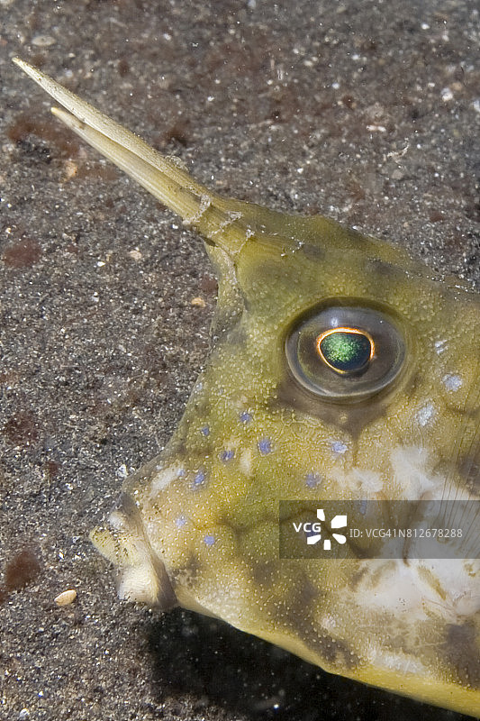 长角箱鲀特写图片素材