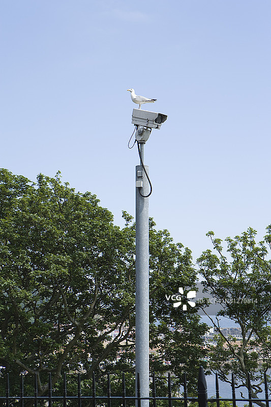 海鸥栖息在测速相机上图片素材