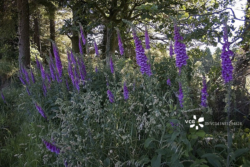 爱尔兰克罗霍恩山附近的毛地黄图片素材