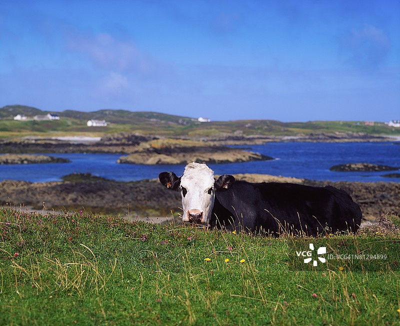 爱尔兰罗斯贝格多尼戈尔郡的荷斯坦-弗里西亚奶牛图片素材