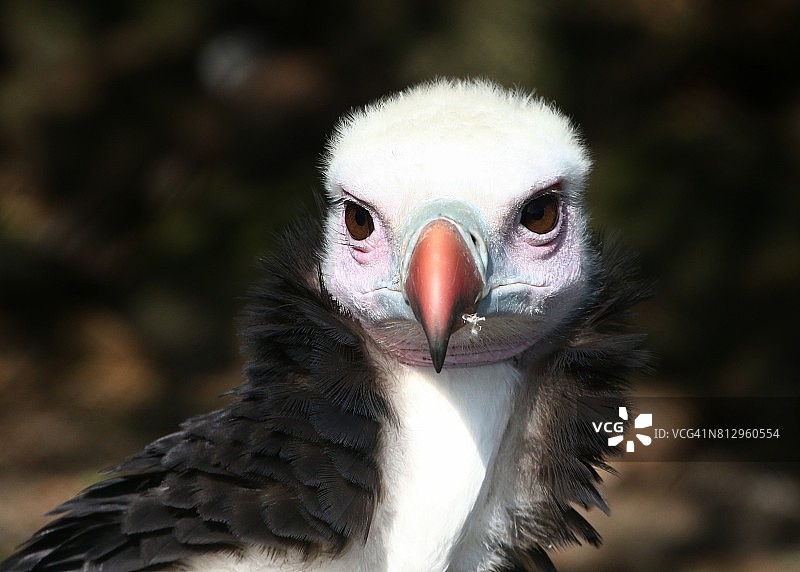 白头秃鹫魅力写真图片素材